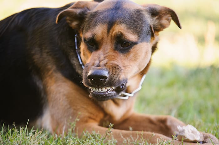 An angry dog signals his aggression with bared teeth