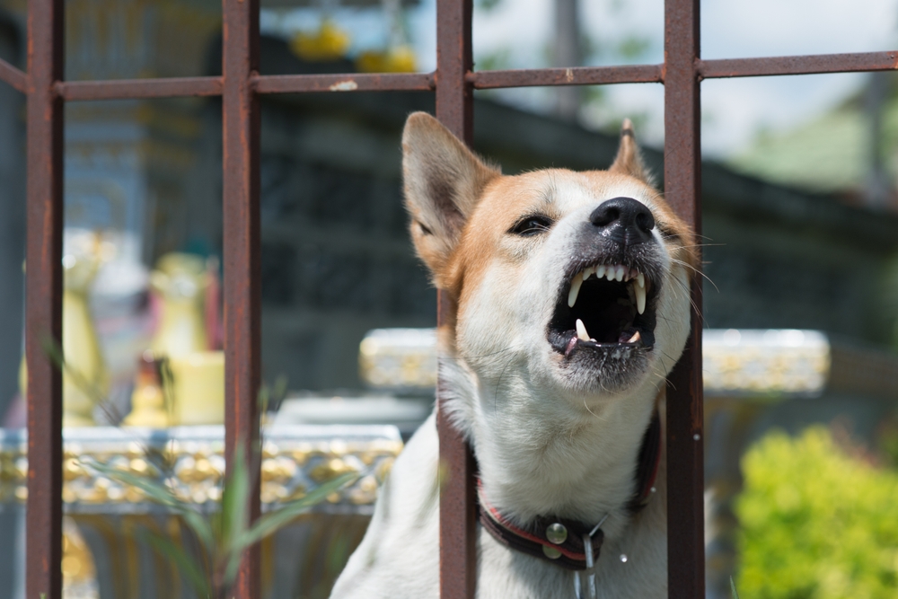 Aggressive dog barking and showing teeth behind a metal fence.