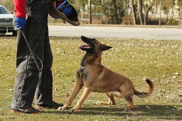 A trainer works with a police dog in a field