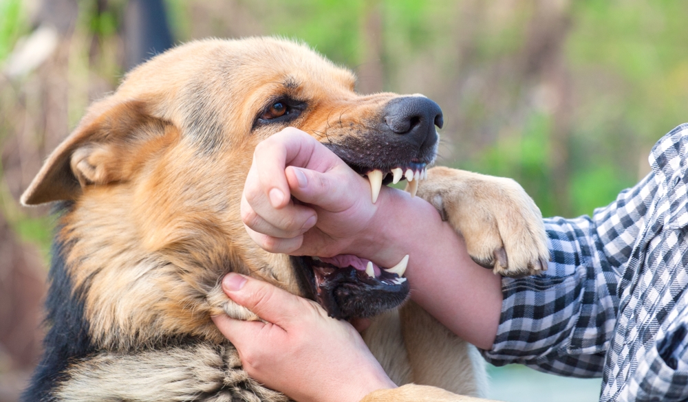 Dog attacking a person’s arm during a bite incident, illustrating legal liability under Texas dangerous dog laws.