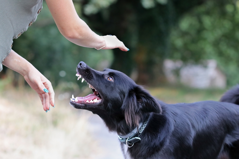 Aggressive dog showing its teeth toward a person, illustrating dangerous dog behavior under Texas law.