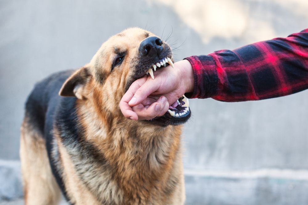 Dog biting a person’s hand, representing dog bite injury cases covered under Texas dangerous dog laws