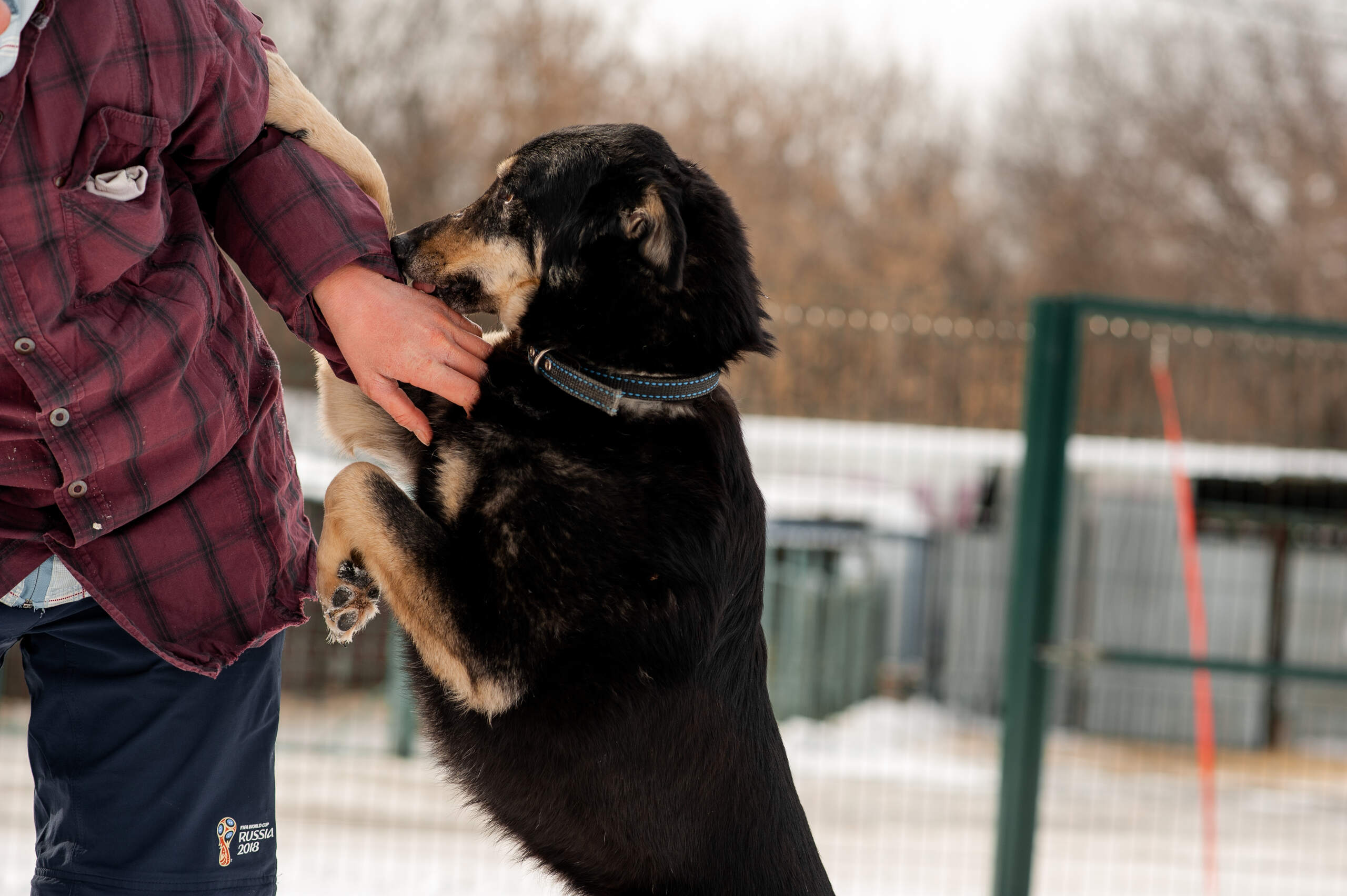 A large black and tan dog jumping up and biting a person